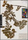 Foto von Salix caprea L.